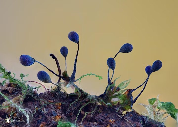 Magical world of fungi – 16 April