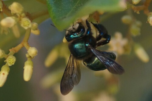 Keep an eye out for Carpenter Bees