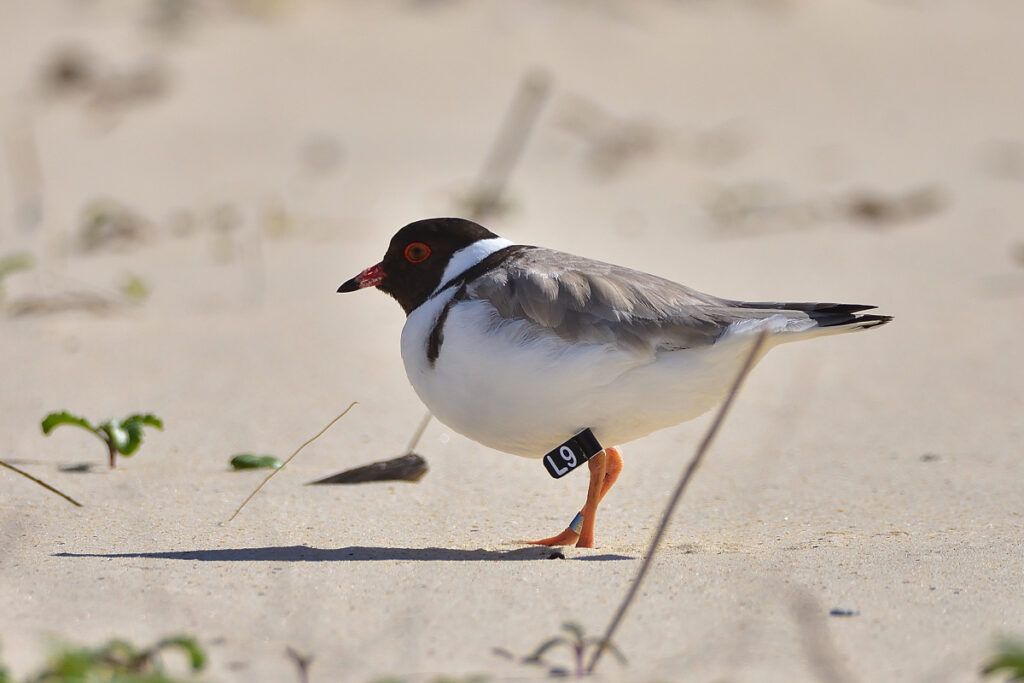 Hooded Plover by Anthony Katon