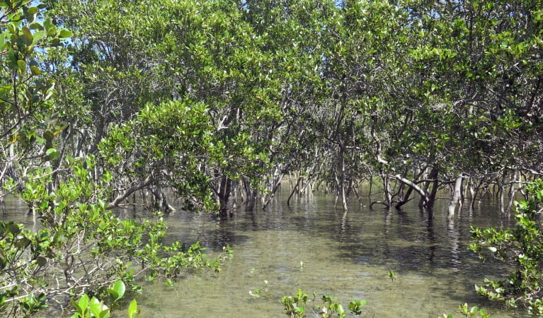 Mangrove Monitoring Field Day – 10th August – Batemans Bay