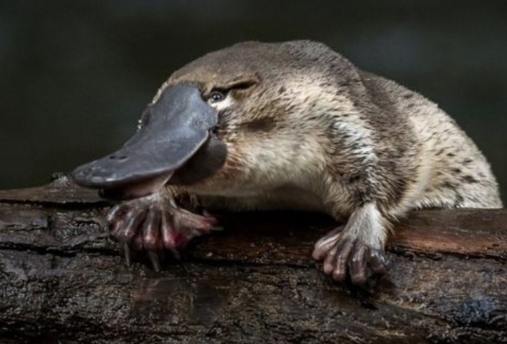 Join Platy-Project and Help Protect the Platypus