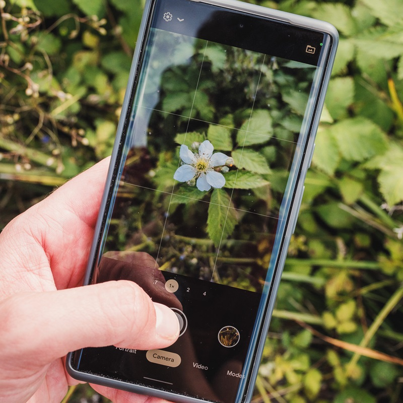WeedScan, a new app for identifying weeds