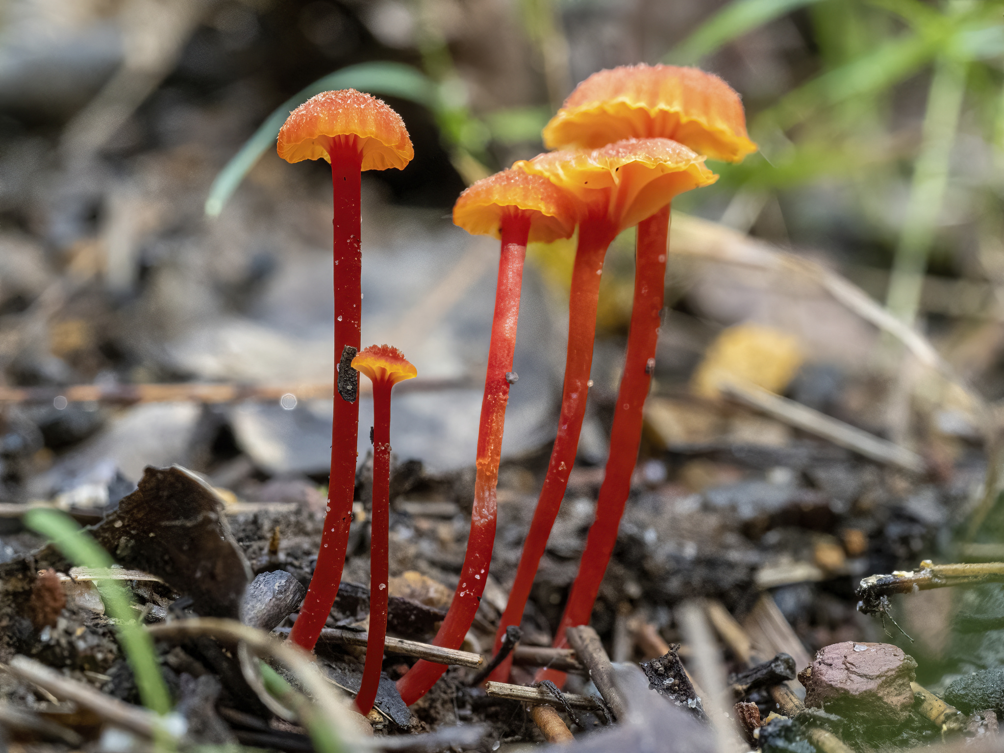 Exploring the Forest Floor – Fungi Ferns & Fuligo