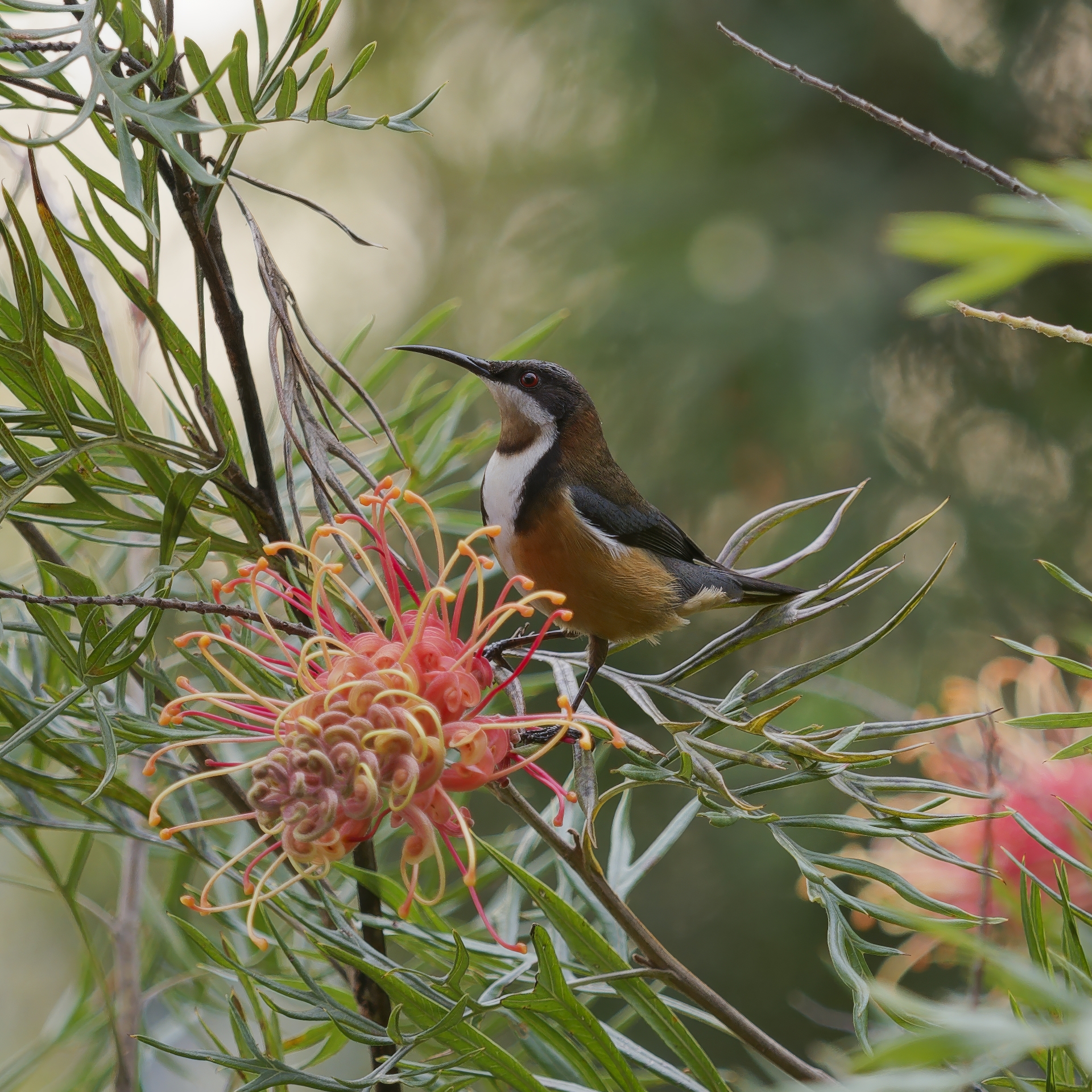 Taking Flight: Birds of Eurobodalla Photography Exhibition